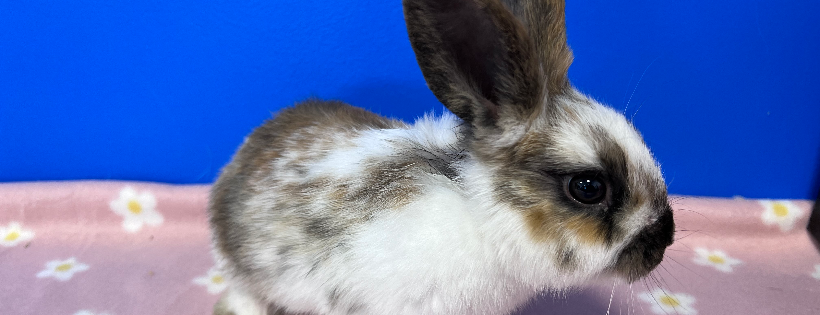 Dolly's Dream Home Rabbit Rescue
