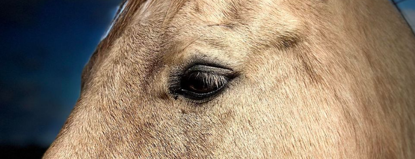 Serenity Farm Equine Sanctuary