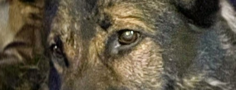 The Animal Guardian Society