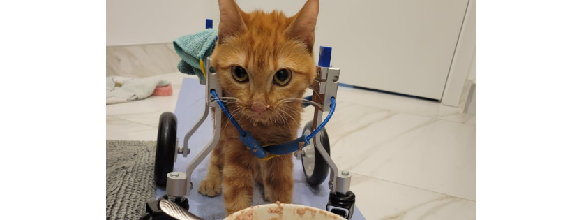 TEAM Cat Rescue