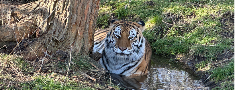 Cedar Cove Feline Conservatory