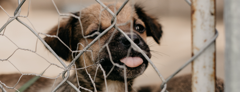 Save Our Scruff - Rehome and Rescue