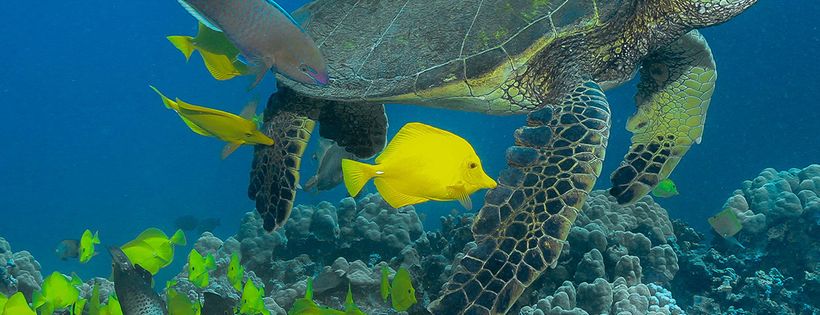Coral Reef Alliance
