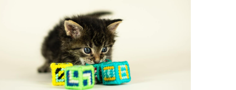 Kitty Revolution