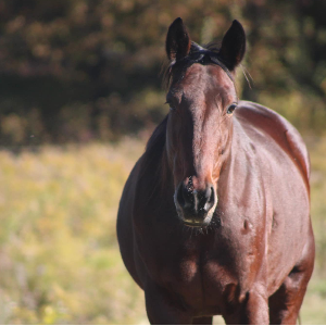 New Start Standardbred Adoption Logo