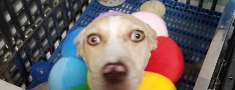 Crossed Paws Pet Rescue