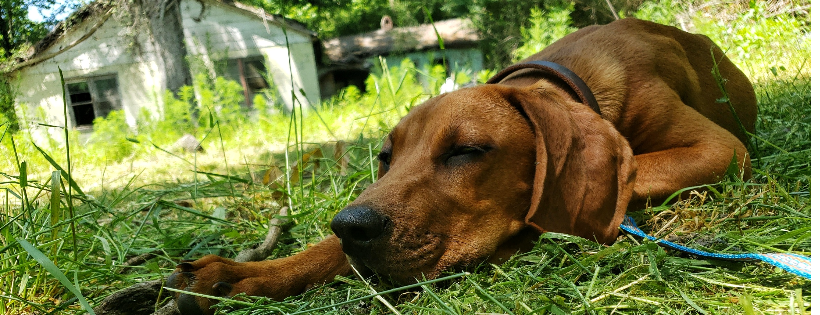 RAVE Rural Animal Volunteer Effort