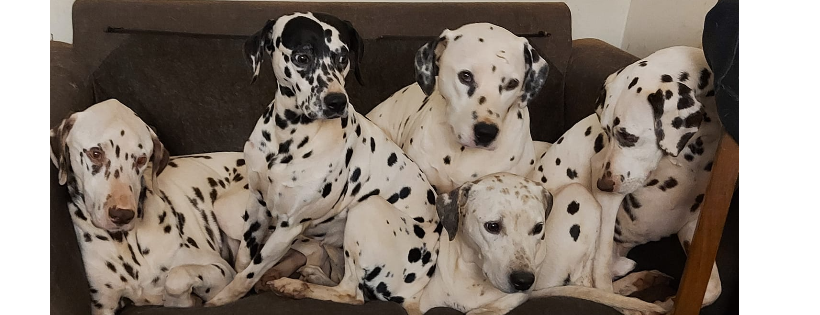DAS Dalmatians Sanctuary