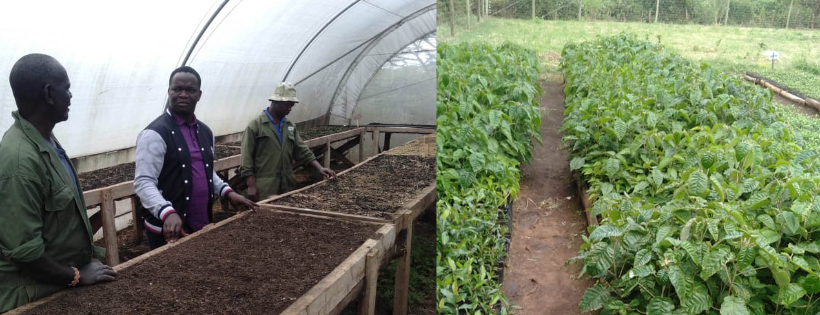 The Kijabe Forest Trust USA Inc.