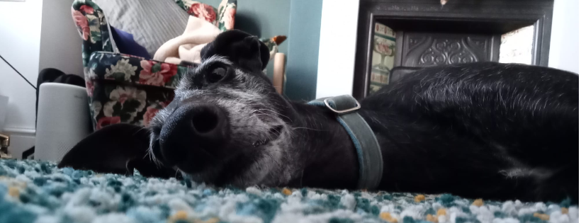 Project Galgo