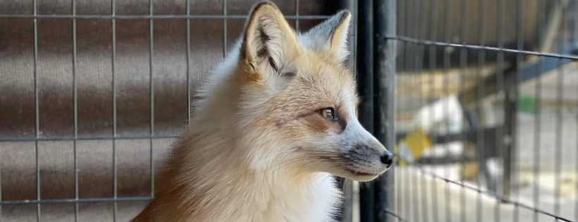 Fox Tale Sanctuary
