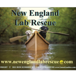 New England Lab Rescue, Inc.