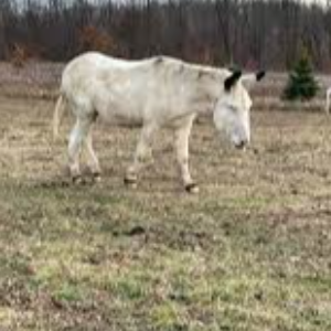 Elk Mountain Equine Sanctuary  Logo