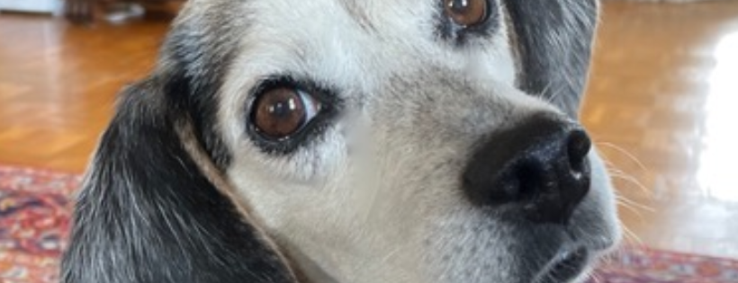 Grateful Hearts Senior Dog Rescue