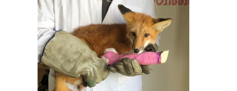 SOS Miss Dolittle - Centre d’aide pour animaux sauvages