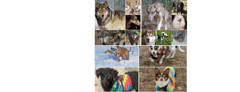 The Long Journey to a New Begining Animal Rescue