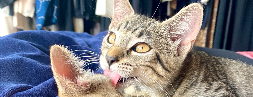 Cats of Oceanside