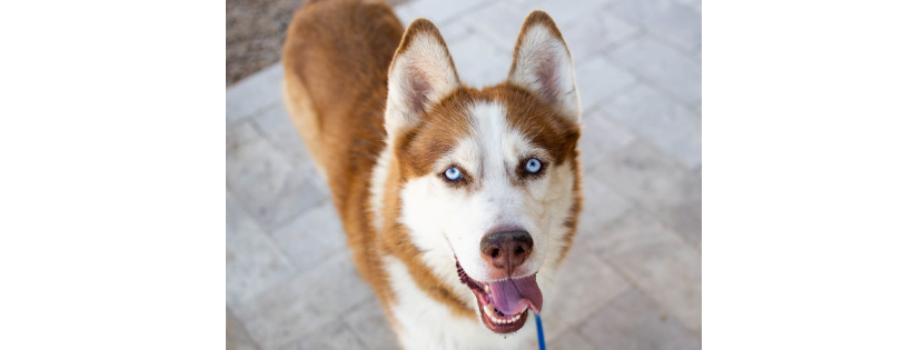 AZ Husky Rescue