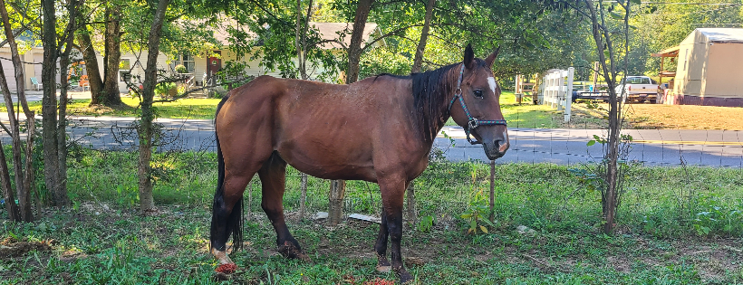 A&A Horse Haven Inc.