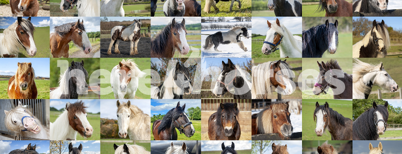 Here4horses