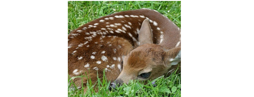 New Jersey Association Of Wildlife Rehabilitators - N.J.A.W.R.
