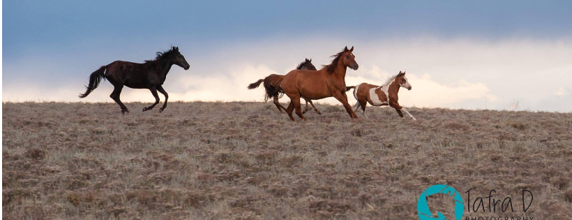 Terolyn Horse Rescue, inc.