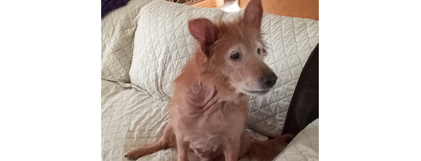 Animal Ark of Summerlin Dog Rescue