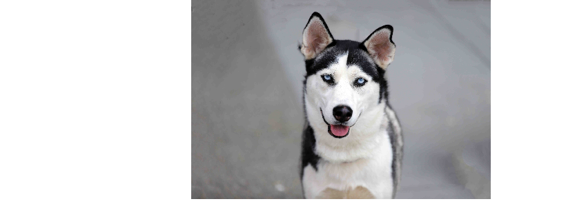 NorSled Rescue