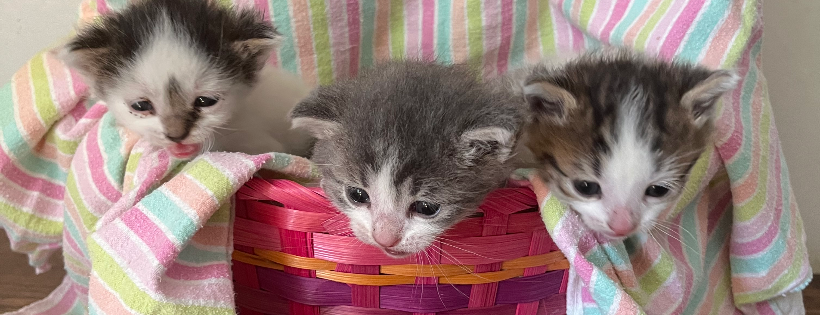 Wag to Whiskers