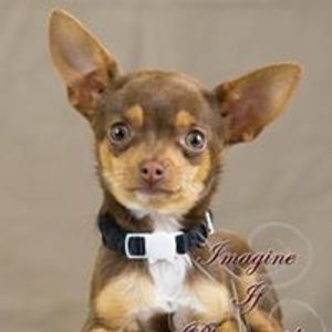 Tiny Tails Small Dog Rescue Logo