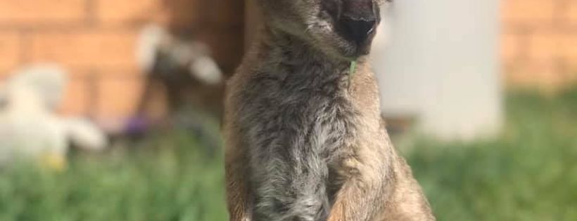 Wildlife in Need of Care