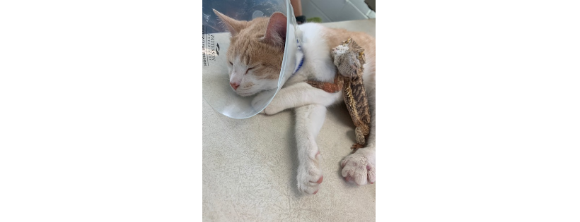 Ozark Animal Shelter