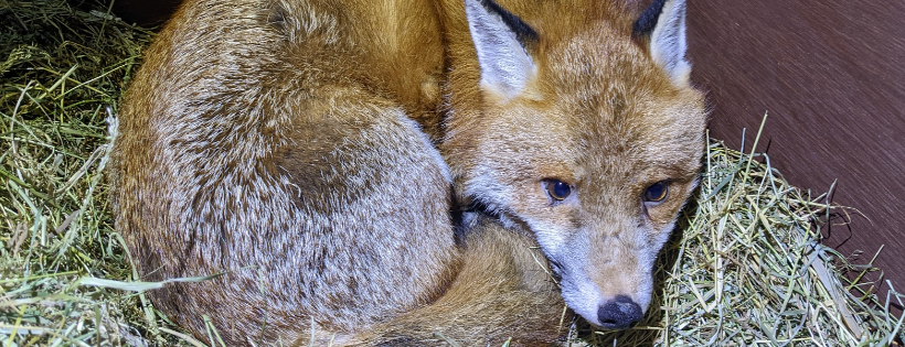 The Fox Rescuers