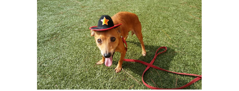 Lovable Paws Rescue and Sanctuary