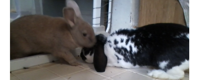 New Jersey House Rabbit Society