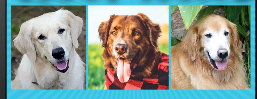 Golden Retriever Rescue of Mid-FL