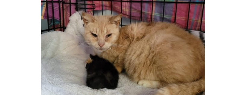 Keitha's Kittie Rescue