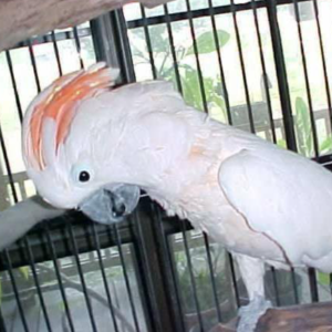 Tattooed Heart Animal Sanctuary for Exotic Birds and other animals