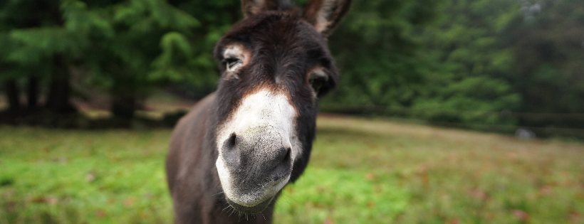 Rewild Refuge Farm Sanctuary