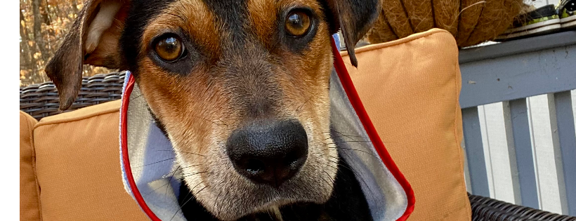 A Good Dog Rescue  