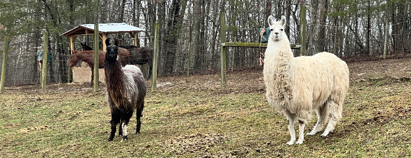 Outlaw Equine Rescue and Rehab