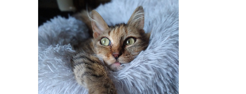 Avalo Cat Sanctuary