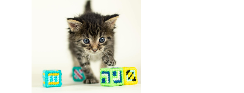 Kitty Revolution
