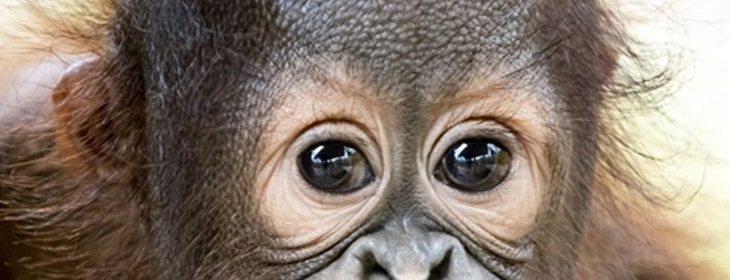Orangutan Foundation International (Australia) Limited
