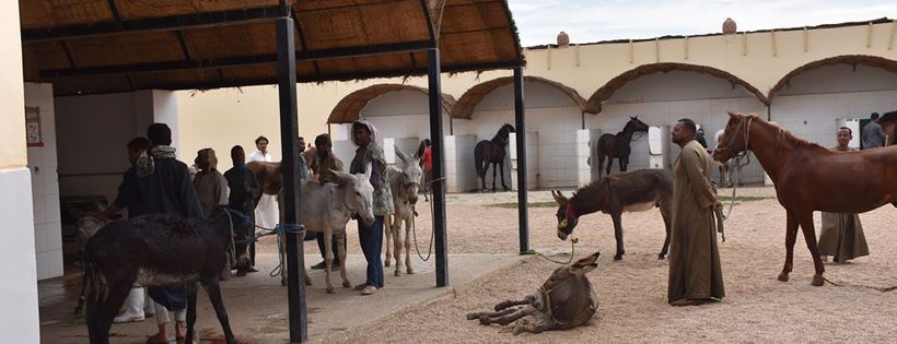 Animal Care in Egypt ACE
