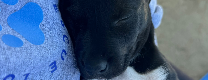 Loves Legacy Rescue
