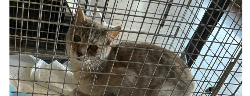 Visalia Feral Cat Coalition Inc