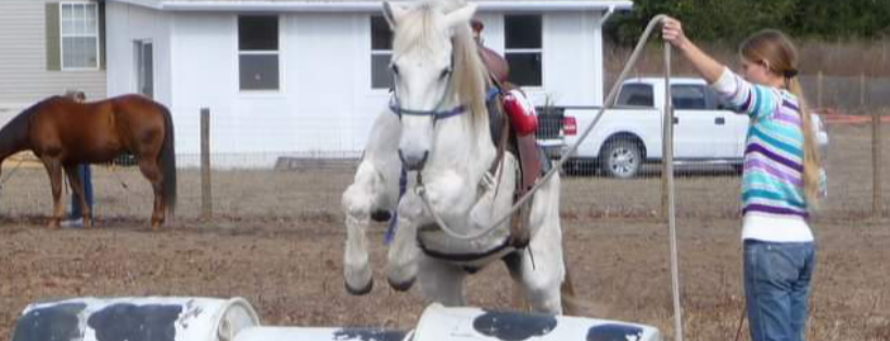 Star Canine and Equine Rescue INC.
