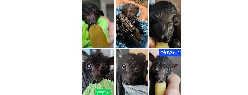 TOWNSVILLE BAT RESCUE AUSTRALIA