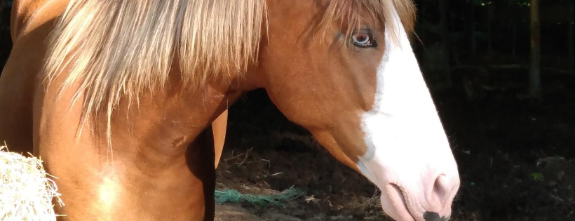 RPC Stables Rescue
